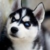 User profile image